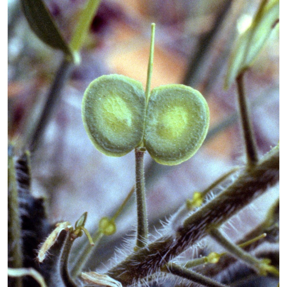 biscutella cichoriifolia loisel.