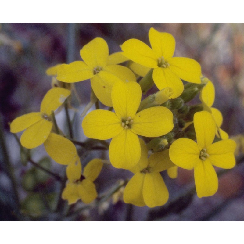 biscutella cichoriifolia loisel.