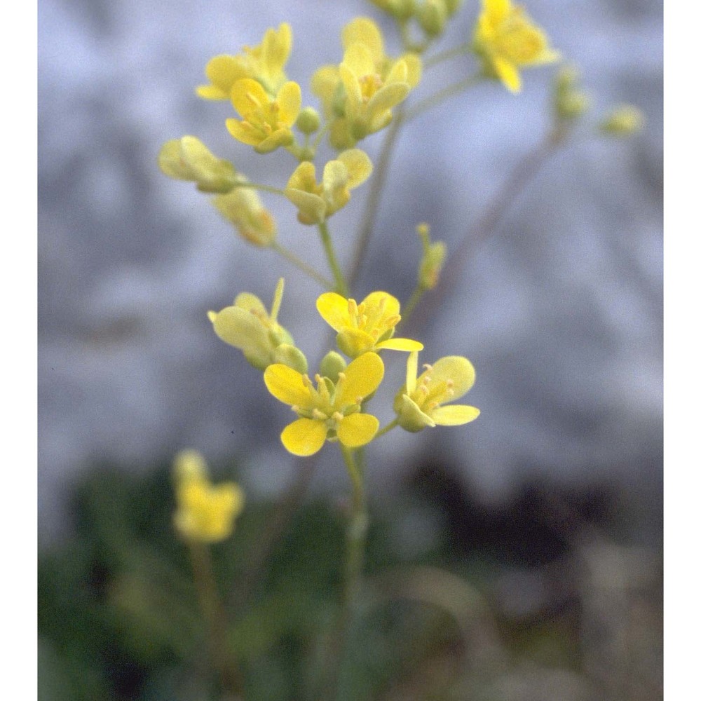 biscutella laevigata l.