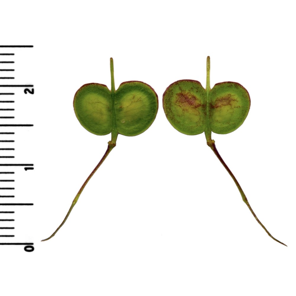 biscutella laevigata l.