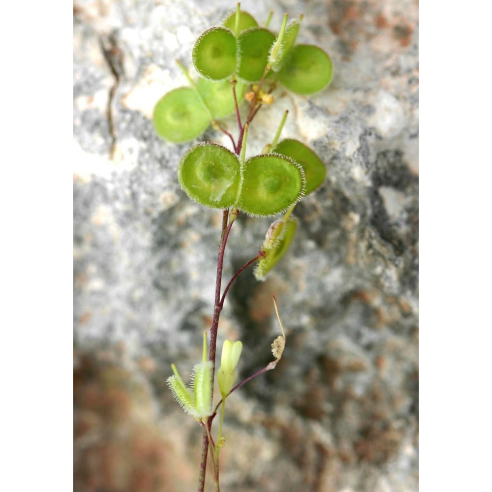 biscutella maritima ten.