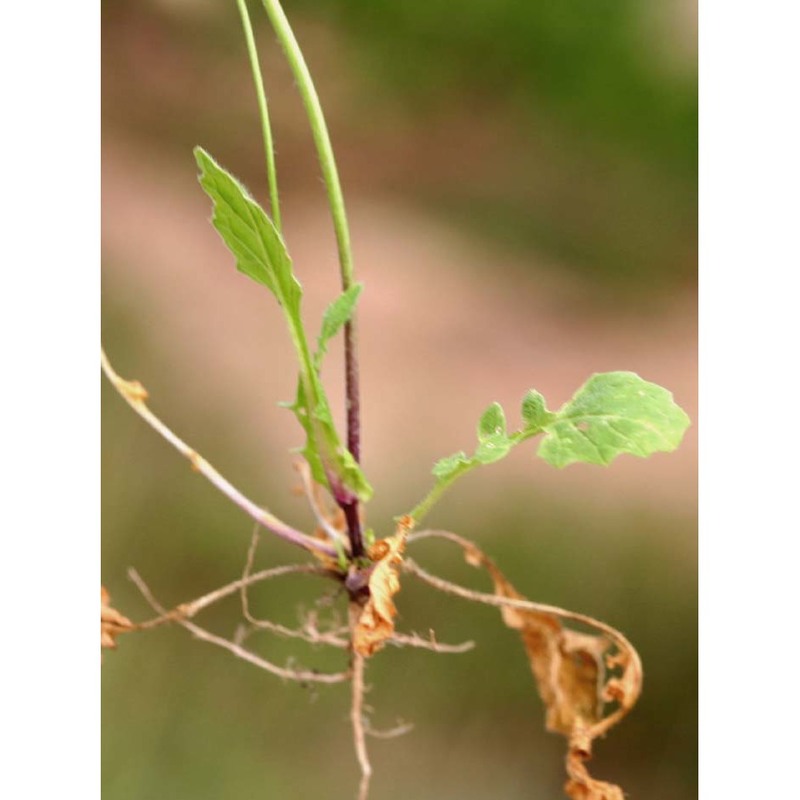 biscutella maritima ten.