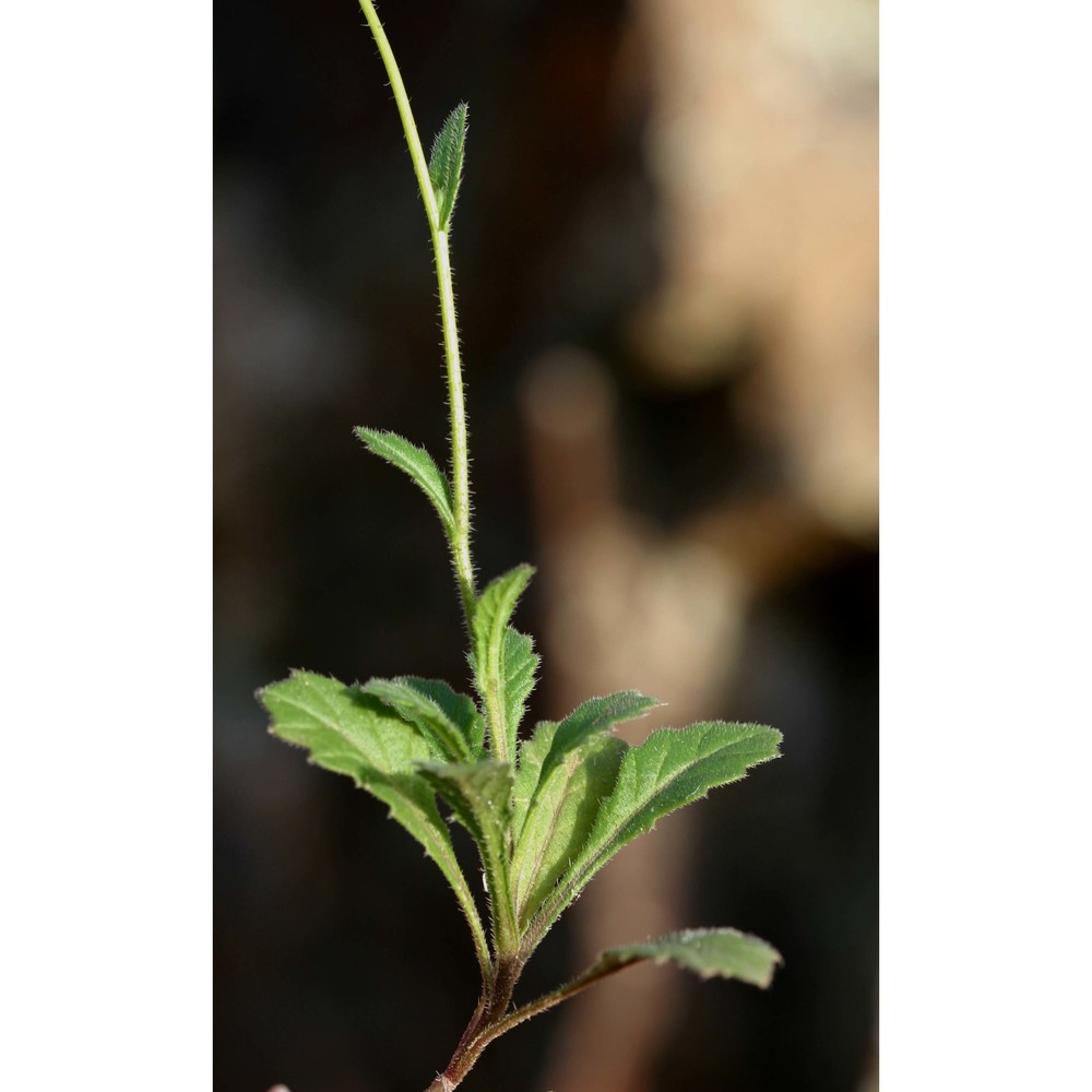 biscutella morisiana raffaelli