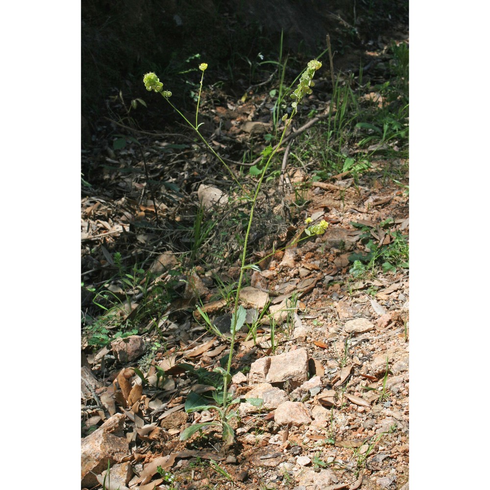 biscutella morisiana raffaelli