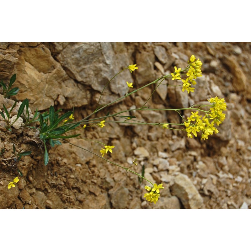 biscutella prealpina raffaelli et baldoin