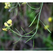 brassica fruticulosa cirillo