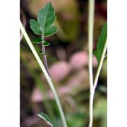 brassica fruticulosa cirillo