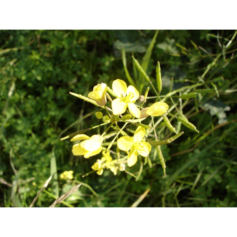 brassica fruticulosa cirillo