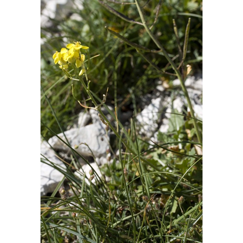 brassica gravinae ten.