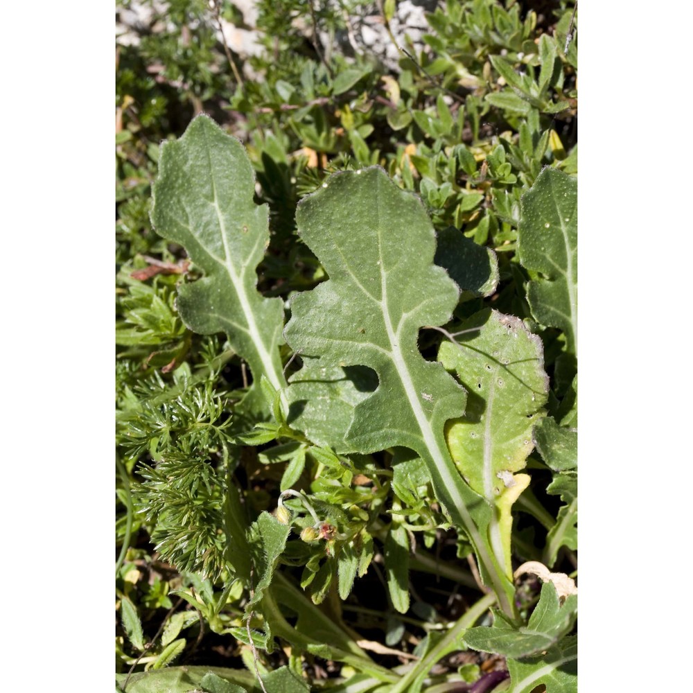 brassica gravinae ten.