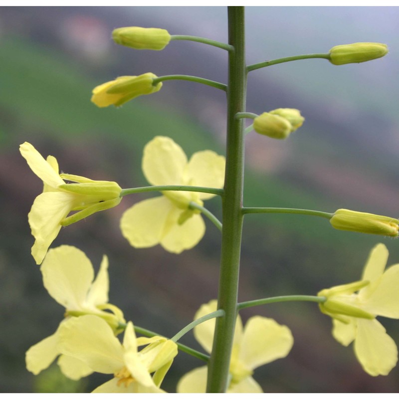 brassica incana ten.