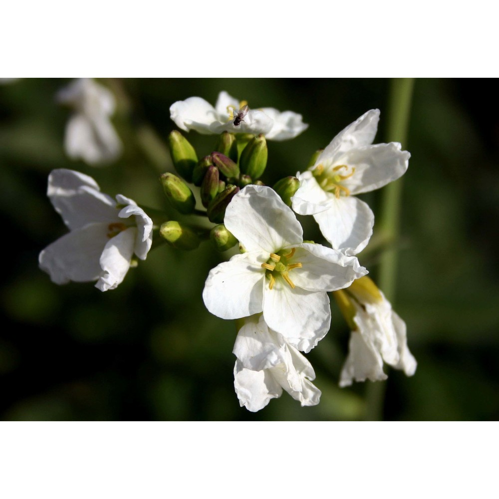 brassica insularis moris