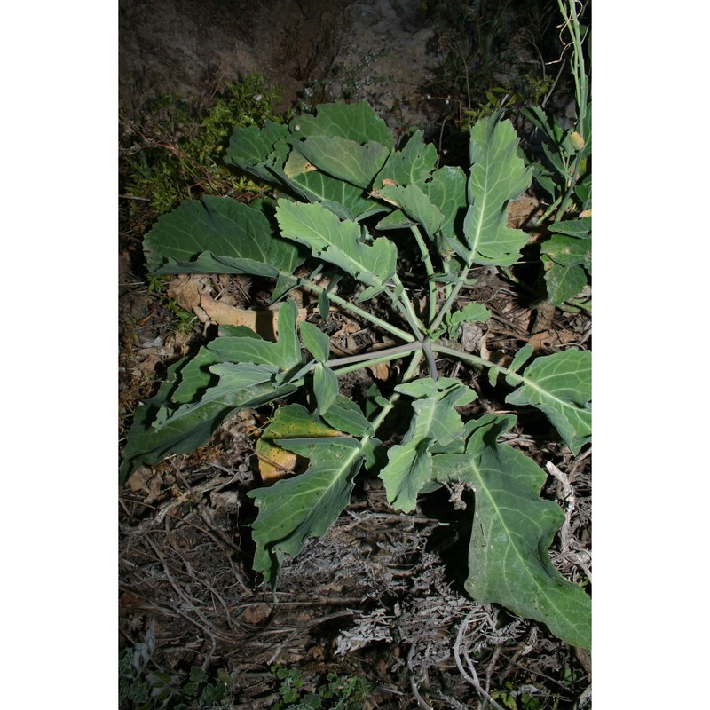 brassica macrocarpa guss.