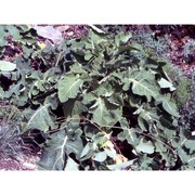 brassica oleracea l.