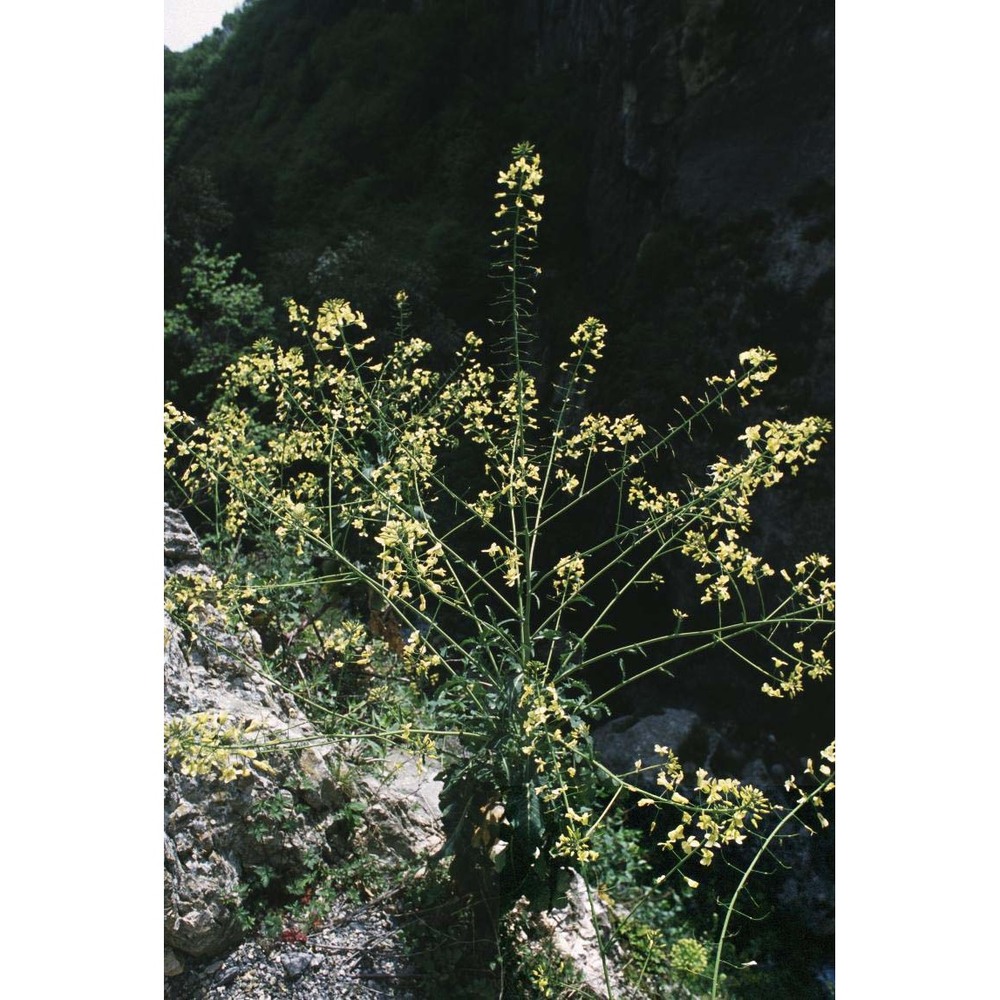 brassica oleracea l.