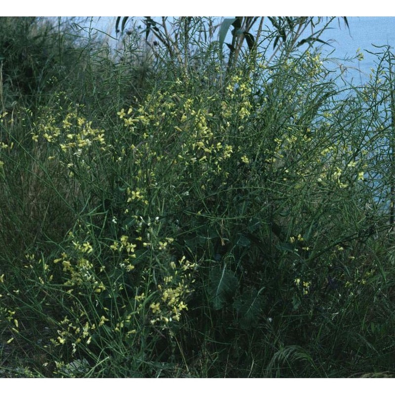 brassica oleracea l.