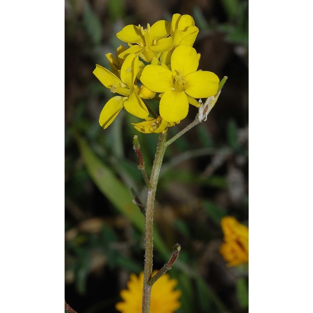 brassica procumbens (poir.) o. e. schulz