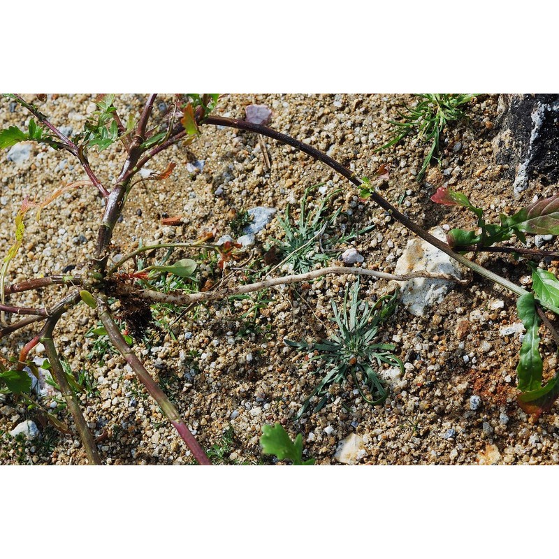 brassica procumbens (poir.) o. e. schulz