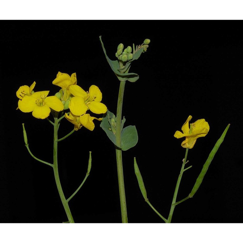 brassica rapa l.