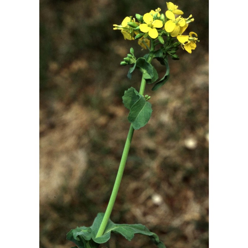 brassica rapa l.