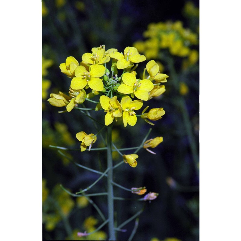 brassica rapa l.