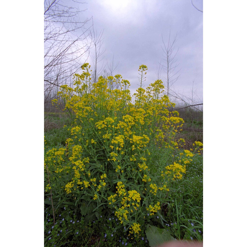 brassica rapa l.