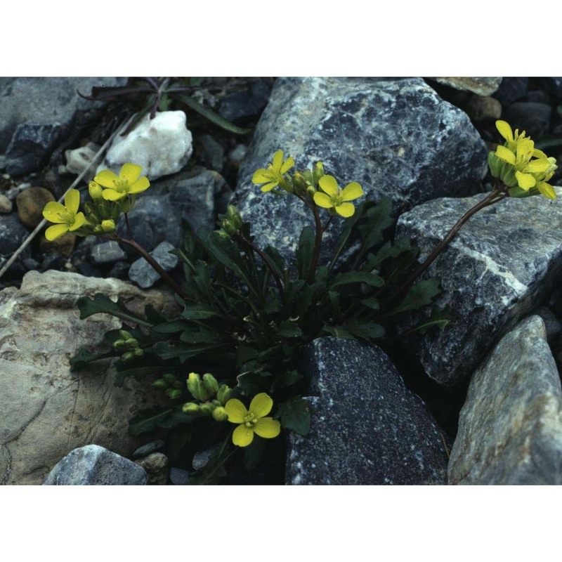 brassica repanda (willd.) dc.