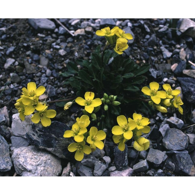 brassica repanda (willd.) dc.