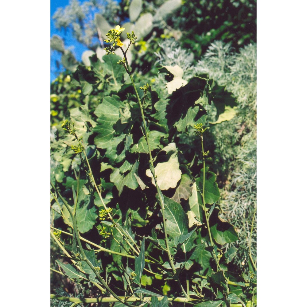 brassica rupestris raf.