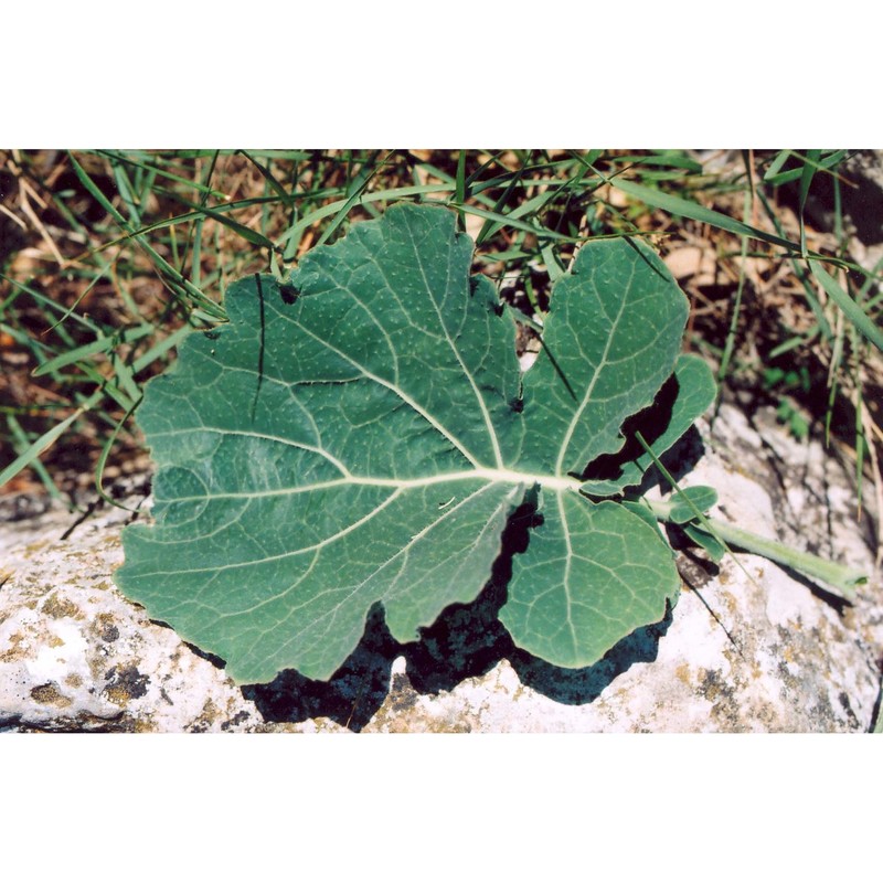 brassica rupestris raf.