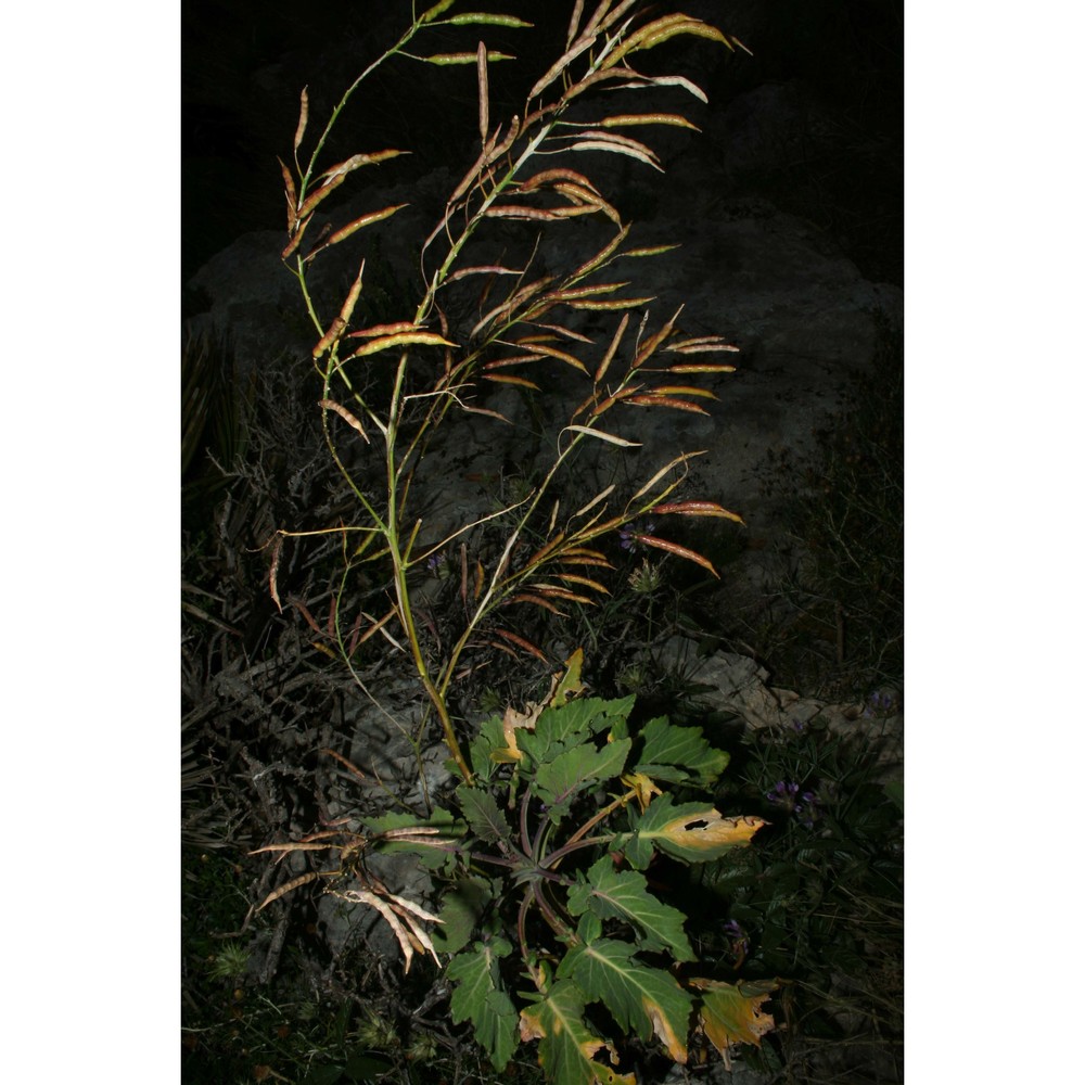 brassica rupestris raf.