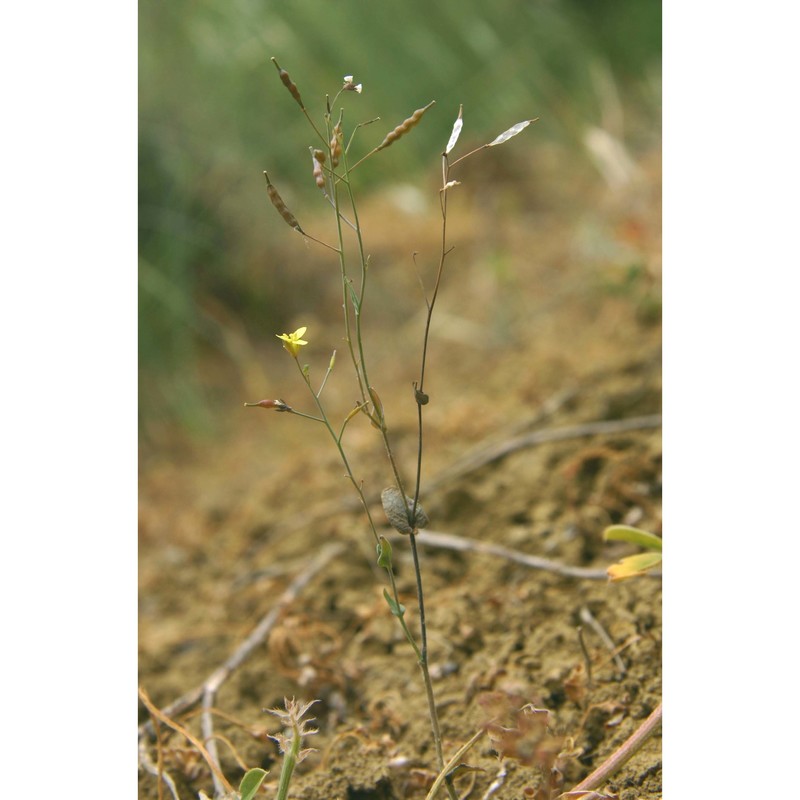 brassica souliei batt. subsp. amplexicaulis (desf.) greuter et burdet