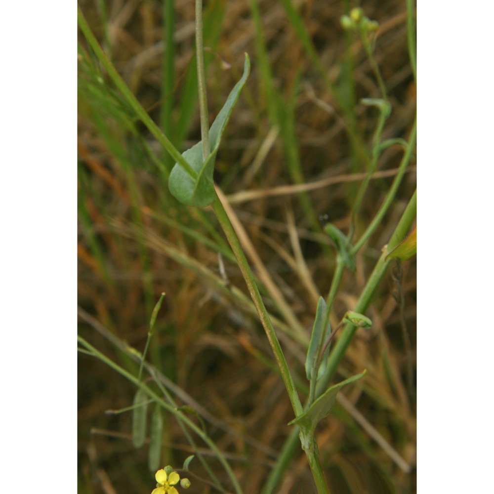 brassica souliei batt. subsp. amplexicaulis (desf.) greuter et burdet