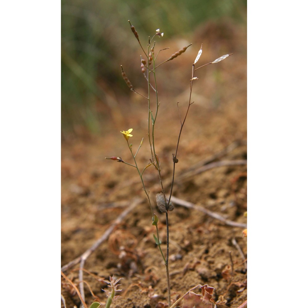 brassica souliei batt. subsp. amplexicaulis (desf.) greuter et burdet