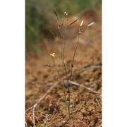 brassica souliei batt. subsp. amplexicaulis (desf.) greuter et burdet