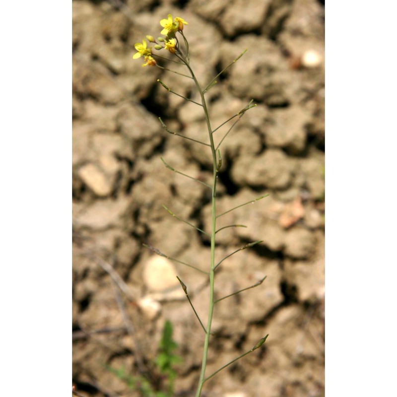 brassica souliei batt. subsp. amplexicaulis (desf.) greuter et burdet