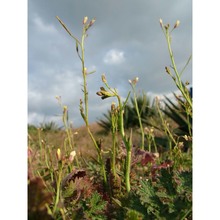 brassica tournefortii gouan