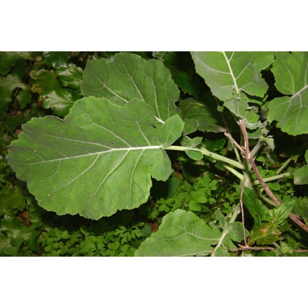 brassica villosa biv.