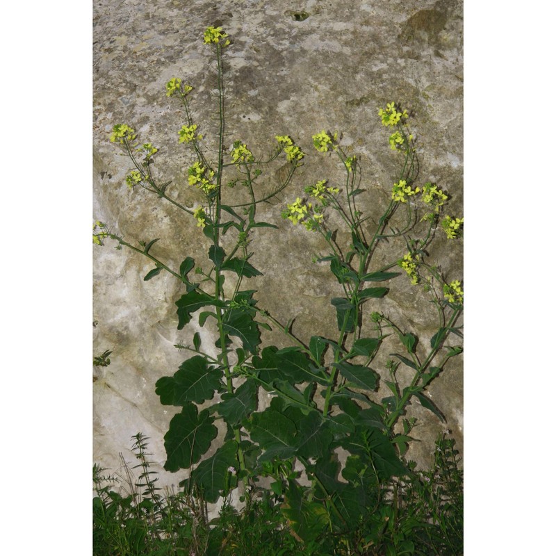 brassica villosa biv.