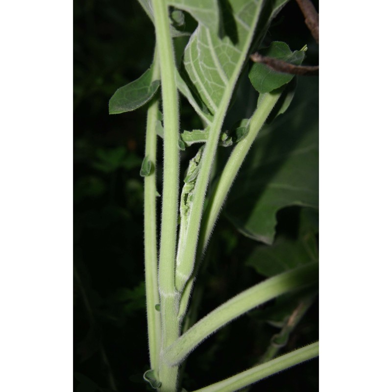 brassica villosa biv.