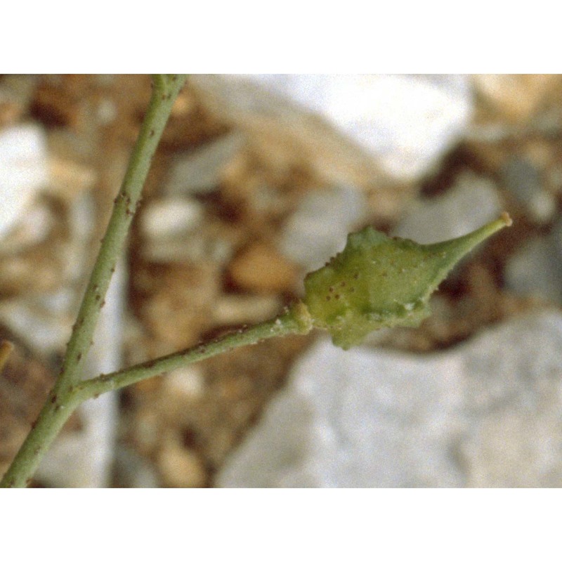 bunias erucago l.