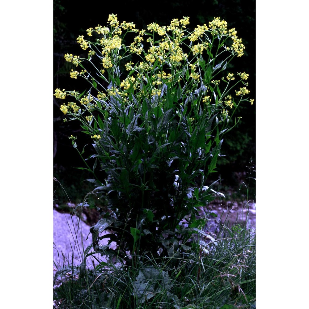 bunias orientalis l.