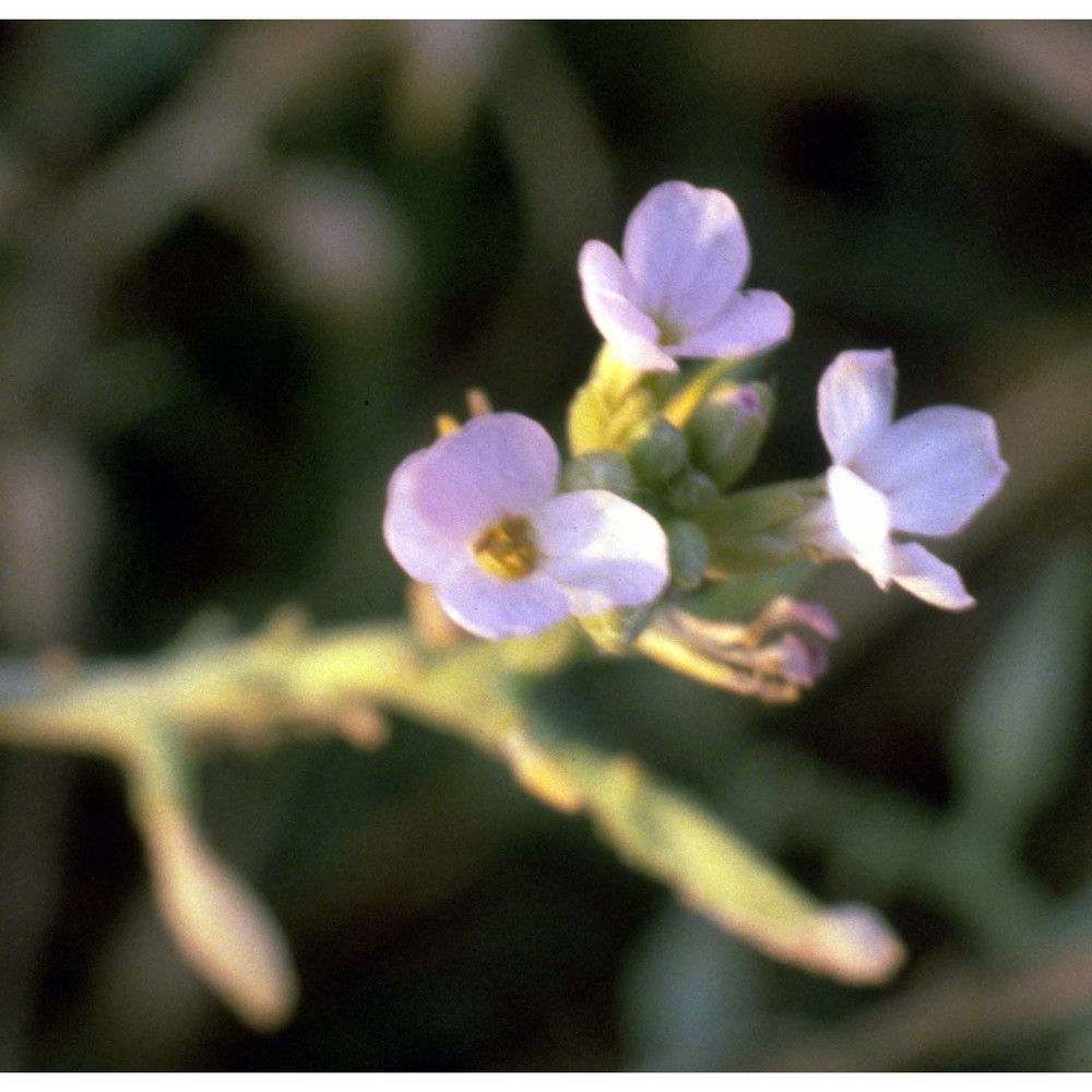 cakile maritima scop. subsp. maritima