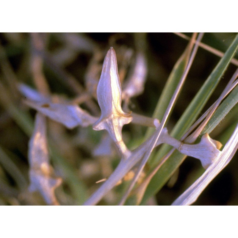 cakile maritima scop. subsp. maritima