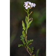 cakile maritima scop. subsp. maritima