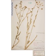 camelina alyssum (mill.) thell.