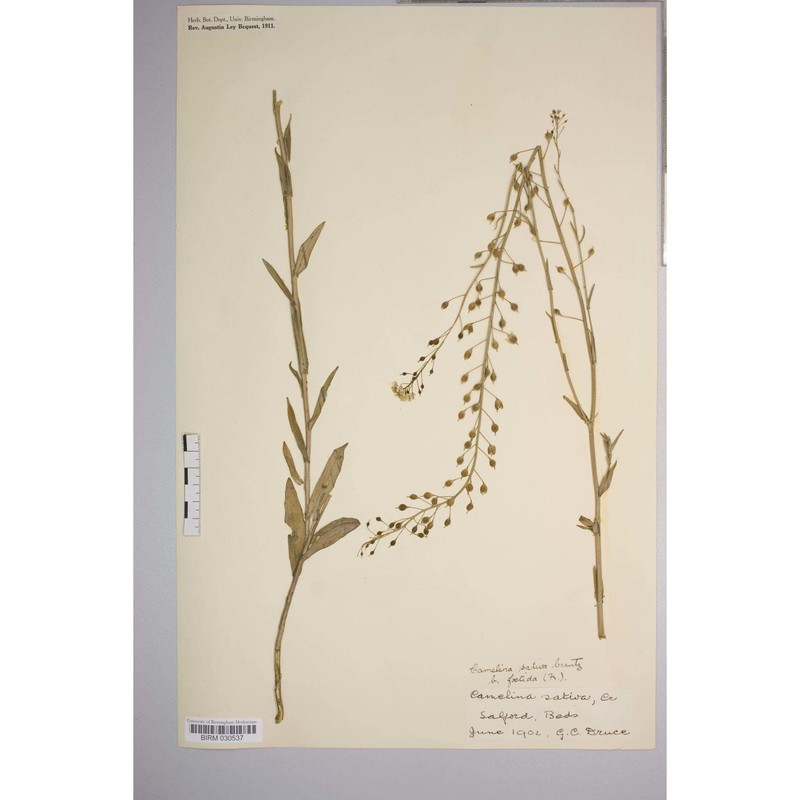 camelina alyssum (mill.) thell.