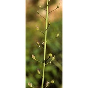 camelina microcarpa andrz. ex dc.