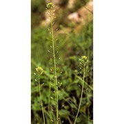 camelina microcarpa andrz. ex dc.