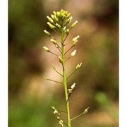 camelina microcarpa andrz. ex dc.